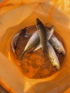 釣りに見る転職の摂理